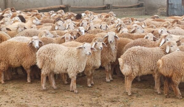 طرح مشارکت سرمایه‌گذاری در پرواربندی دام سبک