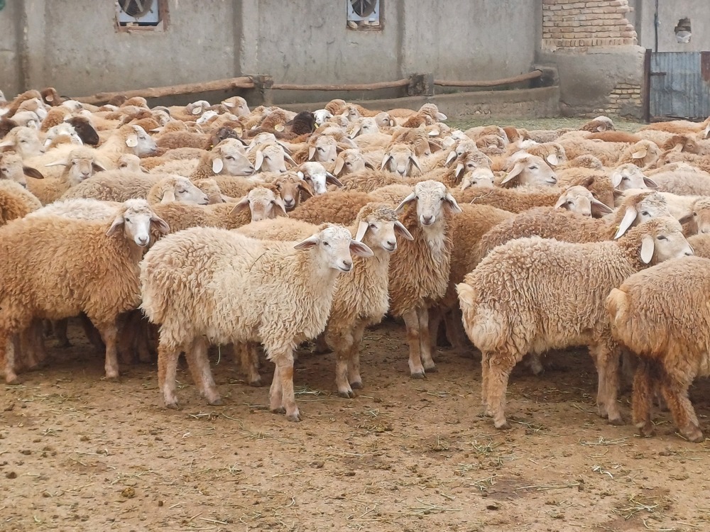 طرح مشارکت سرمایه‌گذاری در پرواربندی دام سبک