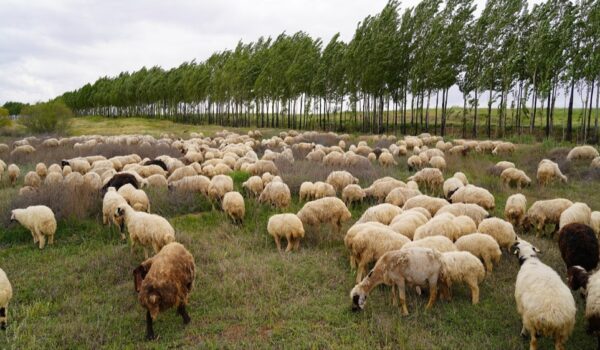 ارتقای بهرهوری دام سبک